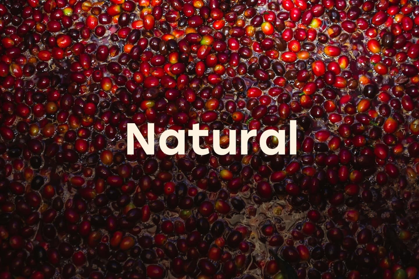 Coffee cherries in natural process