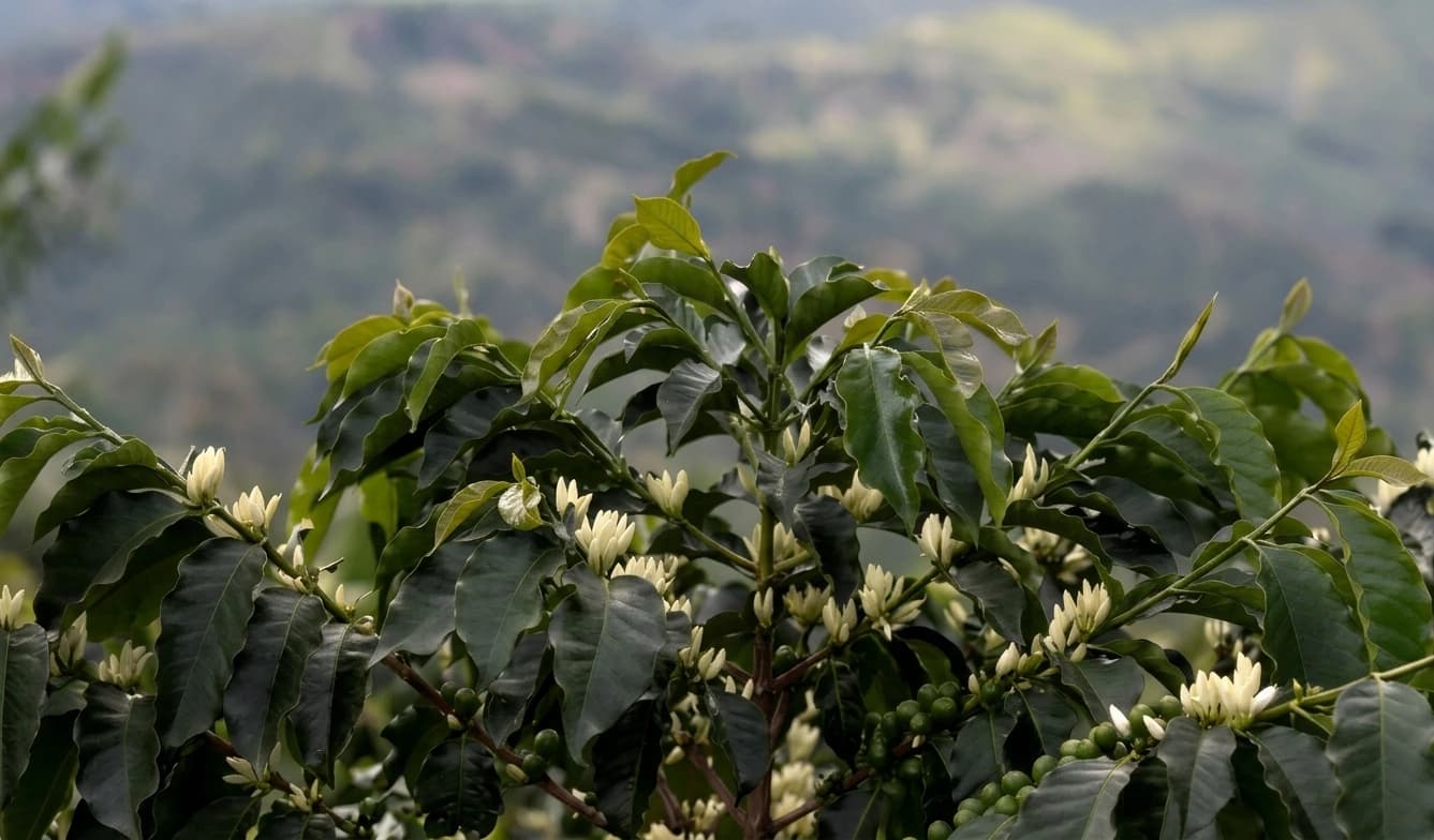 Coffee trees in blossom on a Colombian hillside